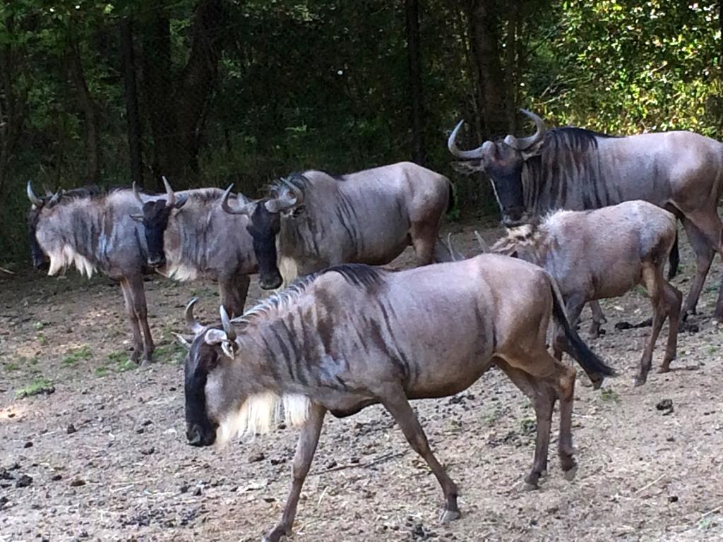 姫路セントラルパーク サファリ 公式 実は シロヒゲオグロヌー含め ヌーの群れと出会えるのは日本ではここだけ いきものウィーク おすすめ 動物園 Http T Co 8y9xck6jej 姫路セントラルパーク サファリ 公式 実は シロヒゲオグロヌー含め ヌーの群れと出会えるのは日本ではここだけ いきものウィーク おすすめ 動物園 Http T Co 8y9xck6jej