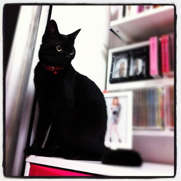 猫ねこ子猫♡ (@neko2_koneko) / Posts / X