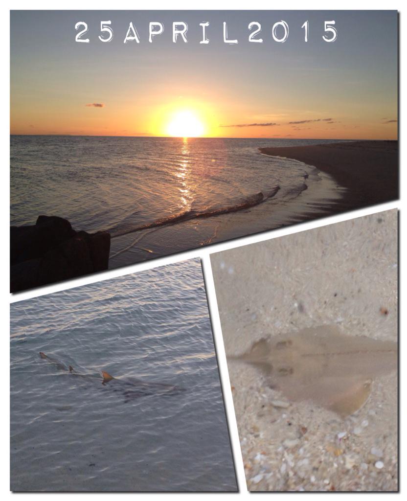 physiologyfish's tweet photo. Favourite things collide #beachyoga #sharks #guitarfish #sunsets #BestFieldWorkPic http://t.co/kRF8qPq4i5
