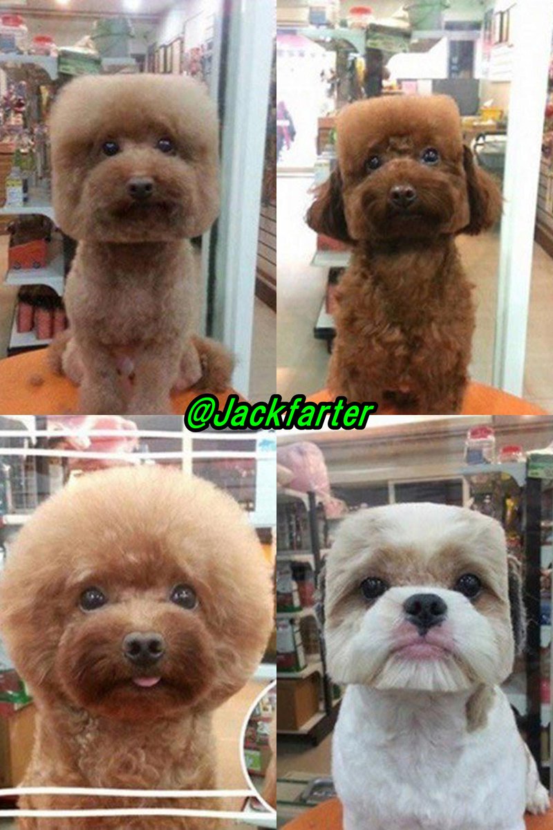 JackFarter's tweet photo. 台湾では犬を正方形や真丸にカットするのが流行中 http://t.co/DNggRdU7So