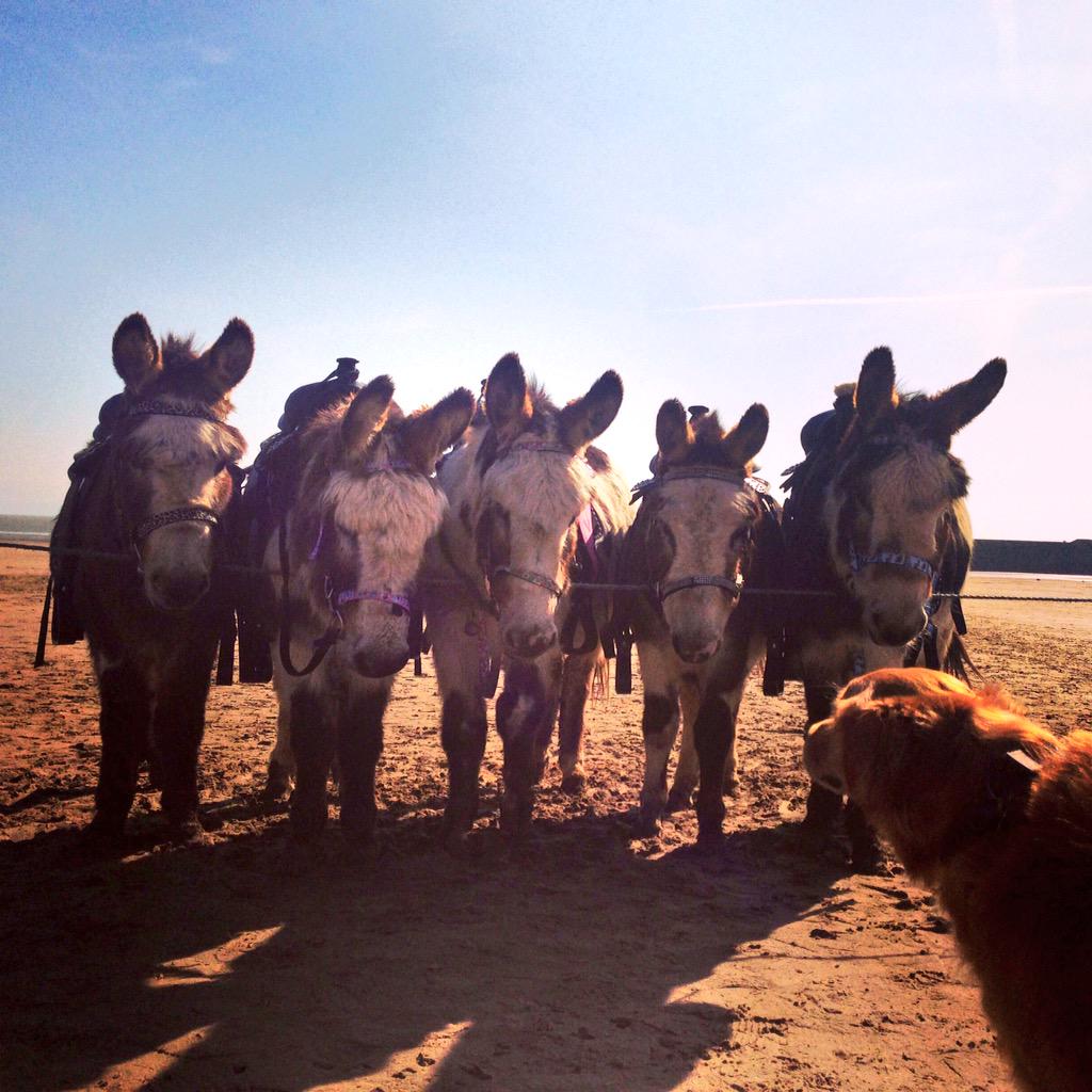 dogwalkcardiff's tweet photo. Hello Friends. 'Mom I'm seeing five eeyore's' ... #Cardiff #DogSitting http://t.co/jcYGTRFrSV