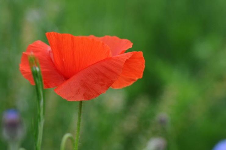 행동은 이해를 동반하며, 지식을 지혜로 변모시킨다. 물을 바라보는 것만으로는 바다를 건널 수 없다. - 타고르  #양귀비