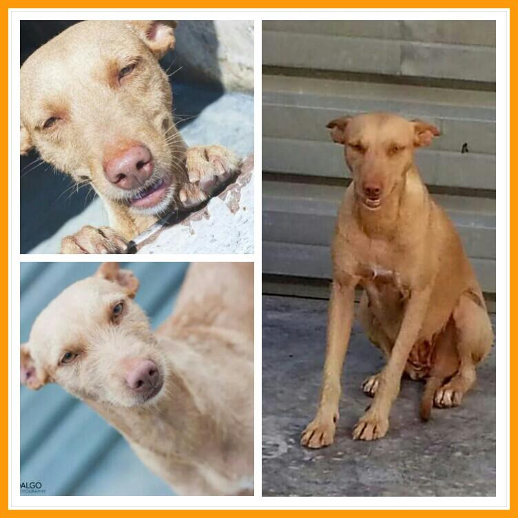LASAnimal's tweet photo. https://t.co/3HInKHLe5T ACOGIDA O ADOPCIÓN PARA #RUBIA,  POR FIN EN RESIDENCIA!! Necesitamos padrinos para pagarla http://t.co/Ee2hUHqtcF