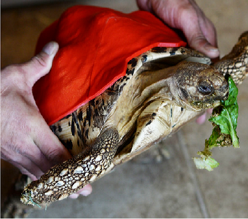 filamentworld's tweet photo. Schildpad heeft weer pijnloze sex dankzij 3D prothese.
Kijk op: http://t.co/bnVgbMeVmA http://t.co/Hr4YSCyDMJ