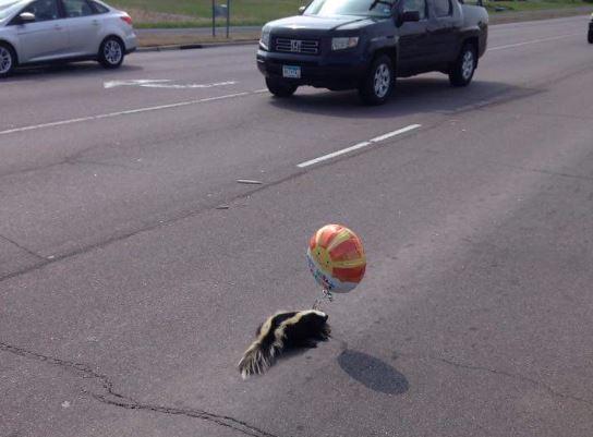FOX9's tweet photo. So there's a skunk with a "Get well soon" balloon on Canterbury road in Shakopee, Minn. http://t.co/7mB3JWS3P6