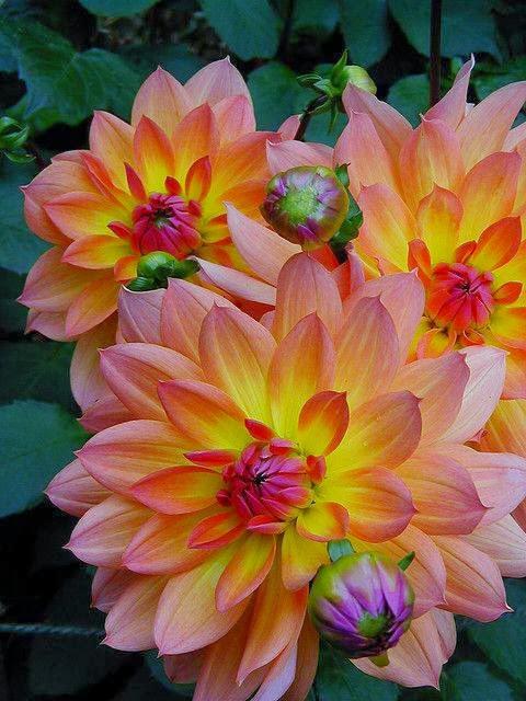 الحب هو...الجنون الوحيد المعقول في الدنيا💞💘