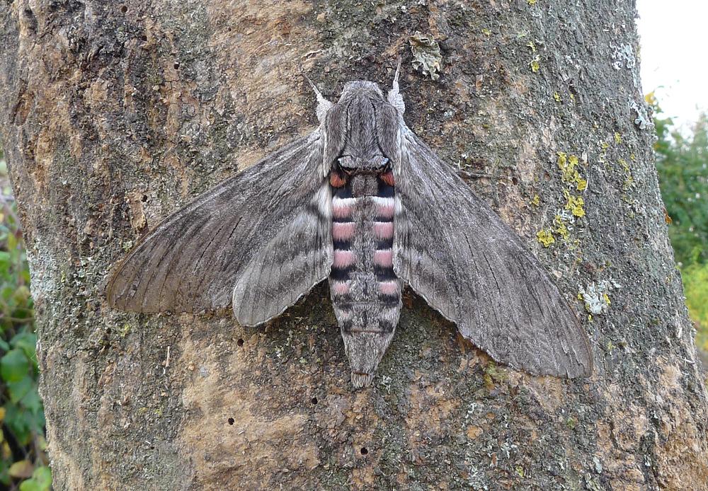 MigrantMothUK's tweet photo. Convolvulus Hawk-moth taken at light in Ferring-by-Sea, Sussex on 24/4. Possibly the earliest ever [library pic] http://t.co/d1I6ChmJyS