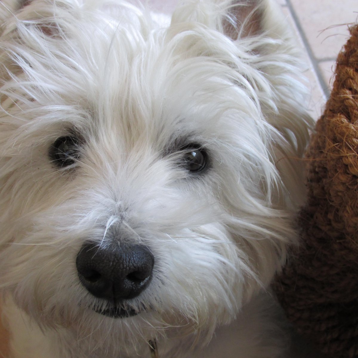 DogsAtRoses's tweet photo. Libertà va estesa ad ogni essere vivente. Freedom has to be extended to all lives. #25aprile http://t.co/ggYtoeLXLY