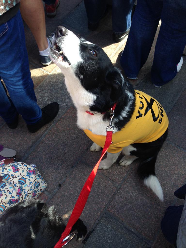DerecThompson's tweet photo. Another hard day's graft for my wee furry activists 🐶🐶
#VoteSNP #SNPdogs http://t.co/aNILpCuoV5