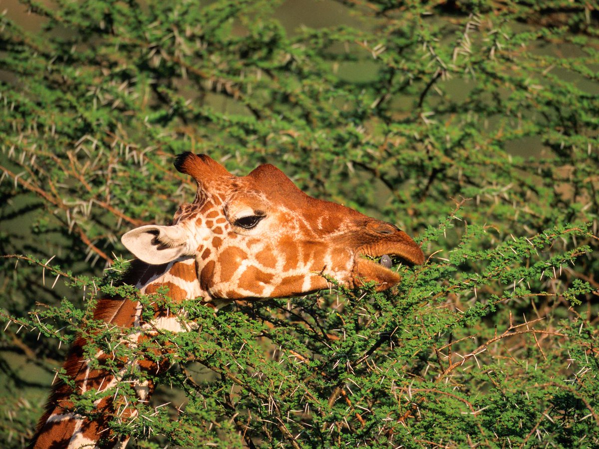 GEOfr's tweet photo. Revue de presse - Quand une chasseuse s'attaque à une girafe, la Toile s'indigne : http://t.co/A3uZHl0Fle http://t.co/vAIpJYaEBW