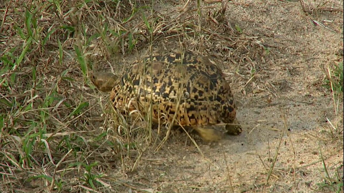 Come see  the #littlefive with us #safarilive