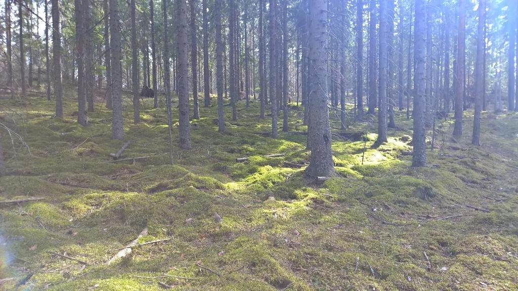 allu_1234's tweet photo. #seniorivaeltajat #kevätretki #kisko matkakuvia http://t.co/Tg15gGJA09