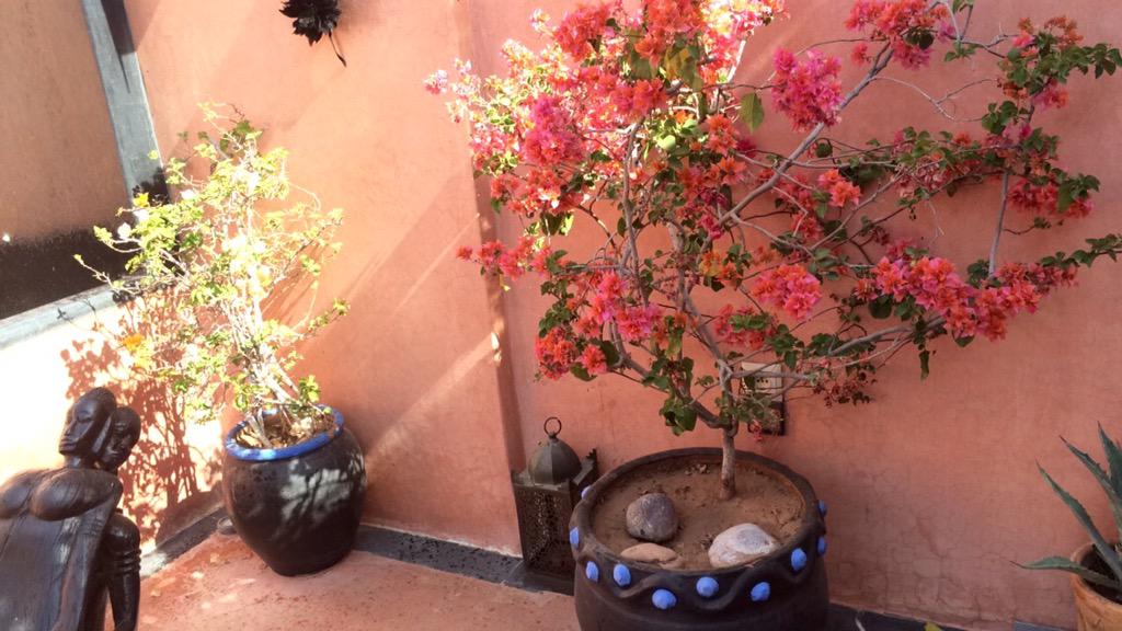 LouiseMgt's tweet photo. 🌵🌇 http://t.co/L6sidFrYot