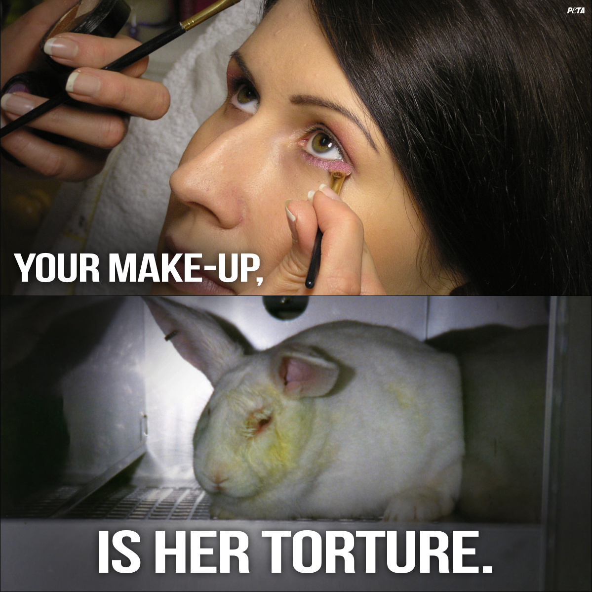 PETA on Twitter: PETA on Twitter: