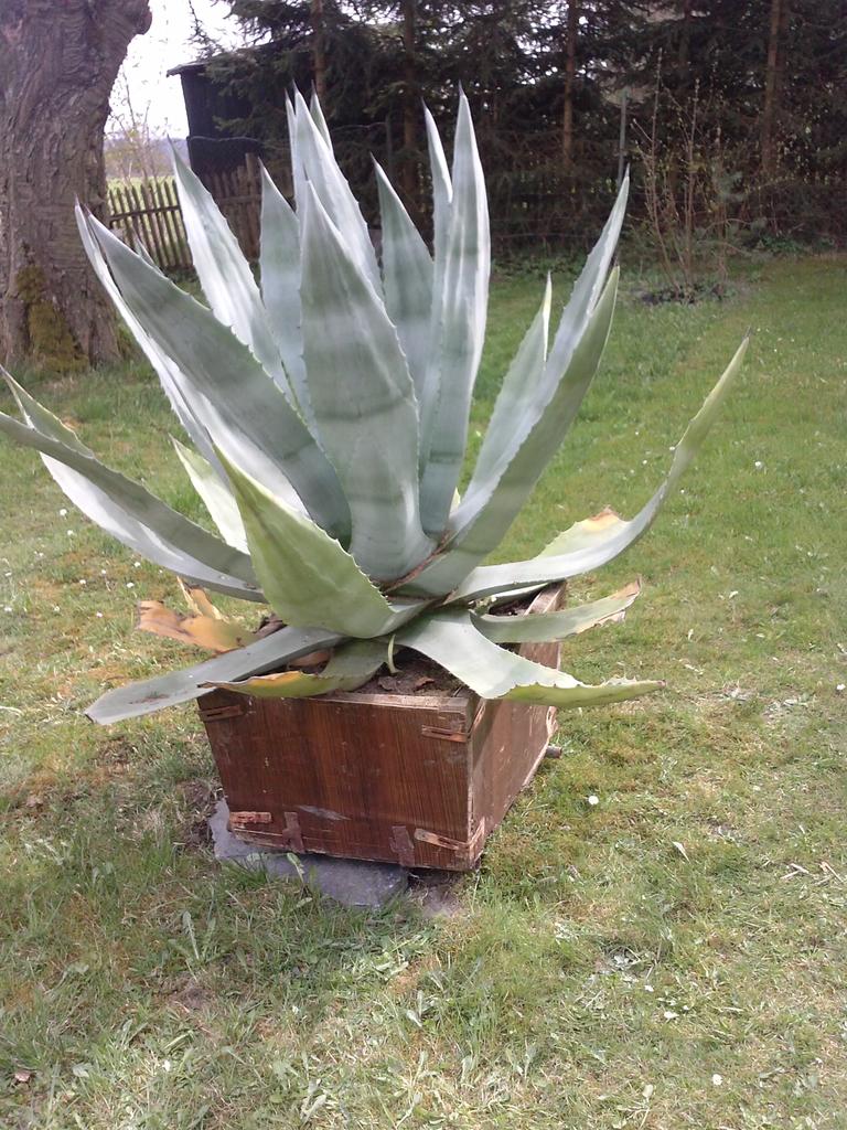 michael_irisek's tweet photo. @Sterakdary Kaktus je přestěhovaný :D http://t.co/v8P3hjTHvG
