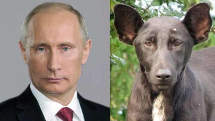 Det här är fortfarande den roligaste lika-som-bär jag sett.