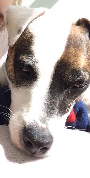 elliehartleyx's tweet image. @x_mollykirk_x and Jack my #2bæ 😂💕🐶