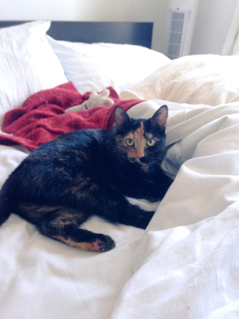 Love sleeping in and snuggling with my pretty Pippa 😍 #Caturday