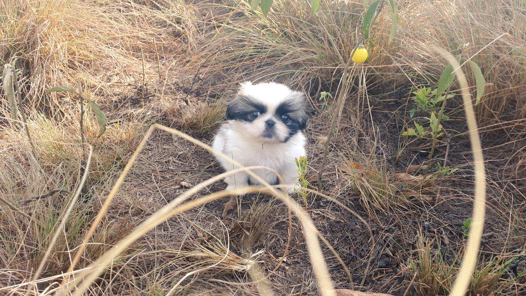 New Additon. Mini!!! #Coopersesussie #supercute