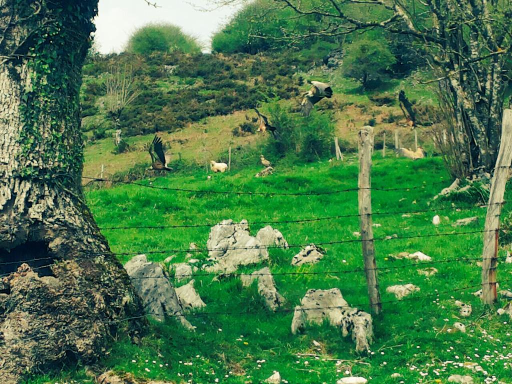 irio11's tweet photo. Una oveja y 6 buitres acechandola. #Discotecaanimal http://t.co/cooEV70aqL