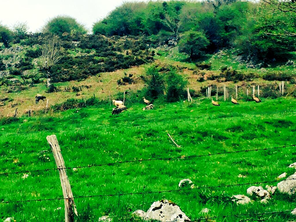irio11's tweet photo. Una oveja y 6 buitres acechandola. #Discotecaanimal http://t.co/cooEV70aqL
