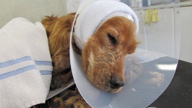 ChilternDogs's tweet image. Over 300 dogs rescued... bbc.co.uk/news/world-eur…