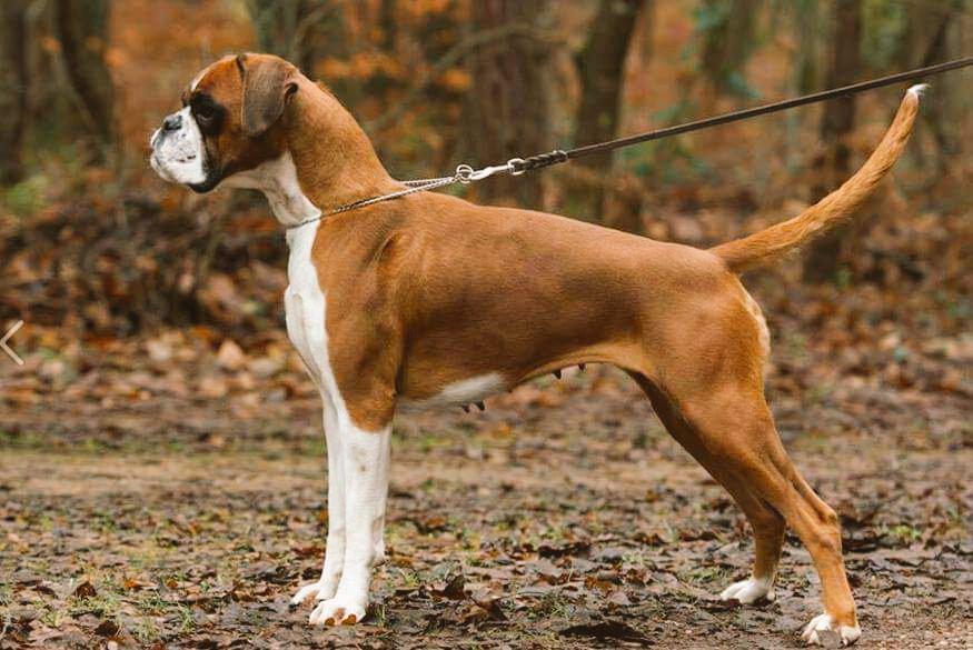 BoxerKennel's tweet photo. #BoxerBreed
🐾 http://t.co/zdtQU3eHtX 🐾
#BoxerDog
#BOXER #BoxerLove #Boxers #Dogs #ILoveMyBoxer #BoxerLover #DogShow
🐾 http://t.co/aiPqniBPsk
