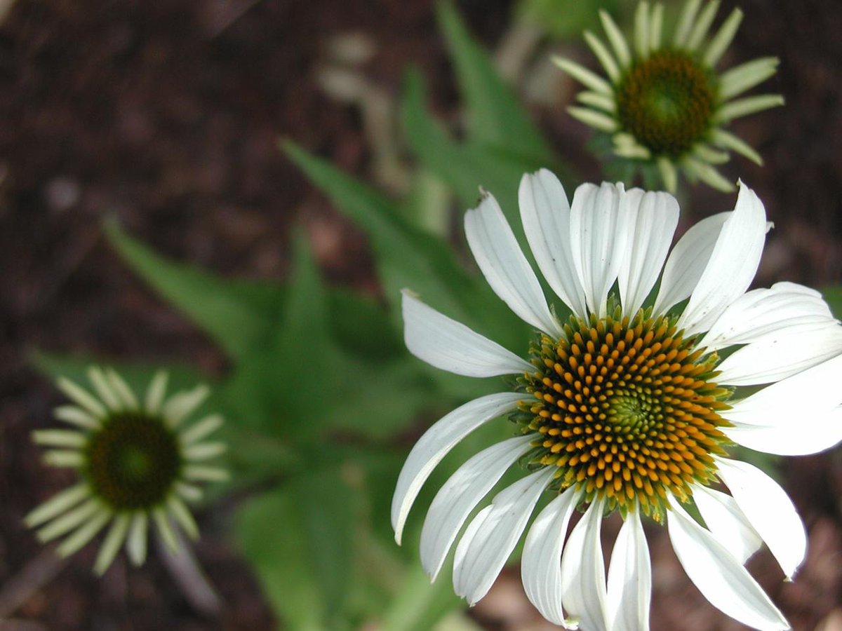 janeteastman's tweet photo. Dig, pry, divide Multiply shrubs, herbs free, easy #OregonStateExt #KymPokorny http://t.co/e4ZiL6DGKU via @Oregonian http://t.co/TkEJsoo5KH
