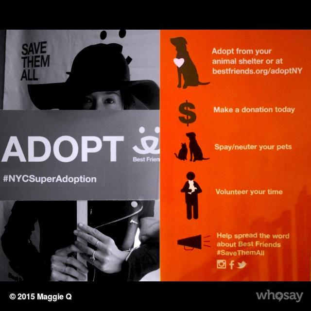MaggieQ's tweet photo. Please share! #NYCSuperAdoption today and last day tomorrow! @bestfriends is having great success! Please support!!! http://t.co/eDOW8mSyjL