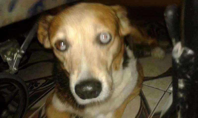 JoeSpanoOk's tweet photo. Se perdió Violeta, desapareció en la localidad de Caseros, partido 3 de febrero el día 21/04 a las 13hs. 1540934955. http://t.co/gllTNXt8RQ