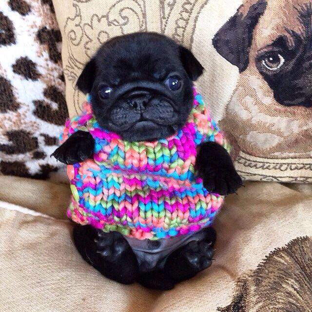 growingpug's tweet image. i want it 😍