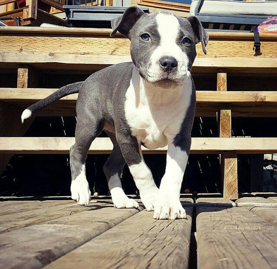 Pit Bulls 🐶 (@pitbuiis) on Twitter photo 