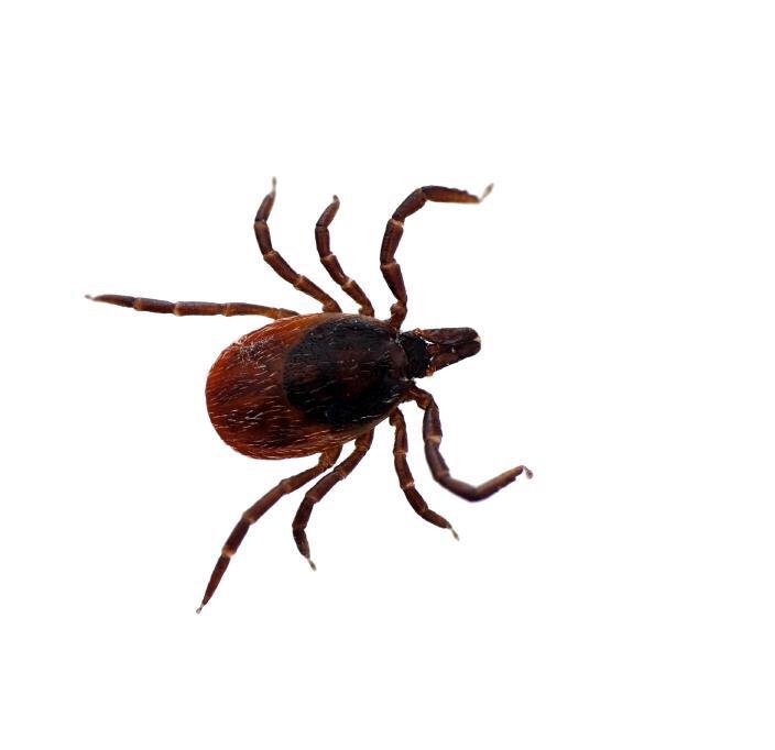 Черноногий клещ (ixodes scapularis). Иксодовые клещи на прозрачном фоне. Клещ black legged. Dynamic ticks. Dynamic ticks.
