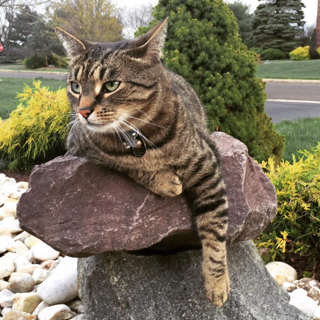 thecatGibson's tweet photo. Loungin' around #catonarock http://t.co/kX1yRBNih3