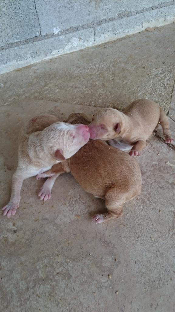kiskonogues's tweet photo. Nueva camada un macho y dos hembras http://t.co/2t5h5K4WKg