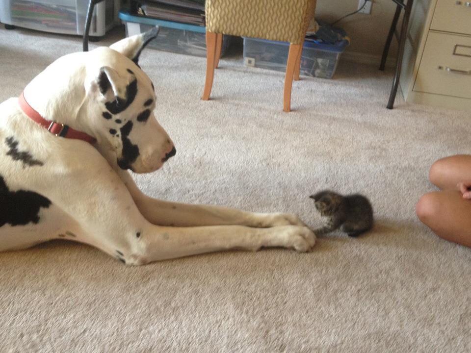 animalinyou's tweet photo. Louis made a new #cat-friend! http://t.co/szQfMqysP6