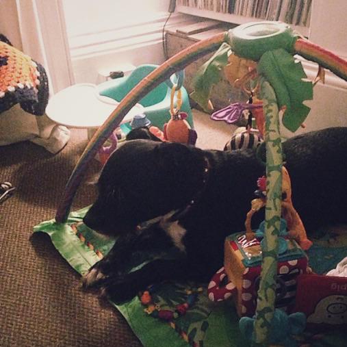 PLdecor's tweet image. Think the dogs trying to tell me something