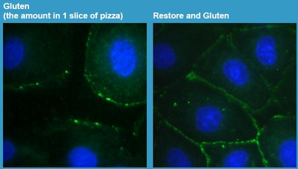 DavidRobertsMPH's tweet image. Gut tight junctions opening w/ gluten &amp;amp; protection by @Restore4Life added w/ gluten. Booth 418. #GFFAFest #glutenfree