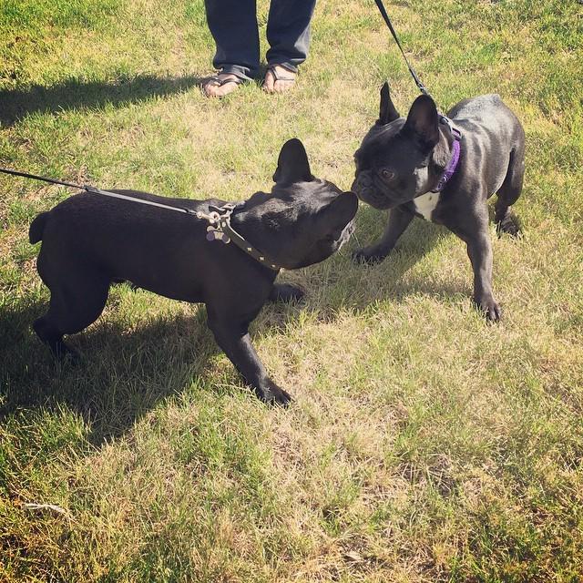dillonthadude's tweet photo. Love at first sight 😍 #frenchielove #bigdillystyle #instafrenchie http://t.co/Bkuc18KheQ http://t.co/bj0c567Vu3