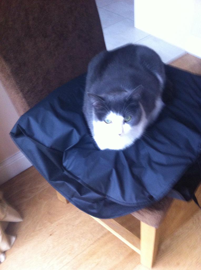 kazmayb's tweet photo. Oh well @GeorgeThomas92 Ellie Maybury finds your new suit comfortable #noneedtoiron #cathairs http://t.co/E4y6En7lkg
