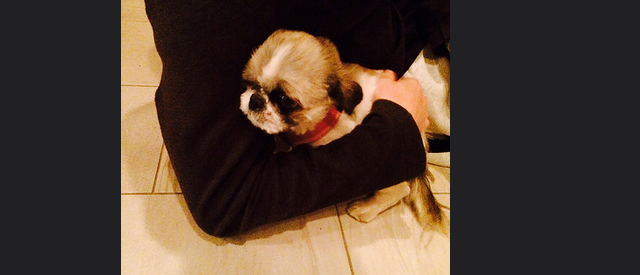 PoPville's tweet photo. Sweet Dog found at 9th and O St, NW
 #pets #shaw #lostdog
 http://t.co/7kmvD7rQXj http://t.co/IgX9WNs5AZ