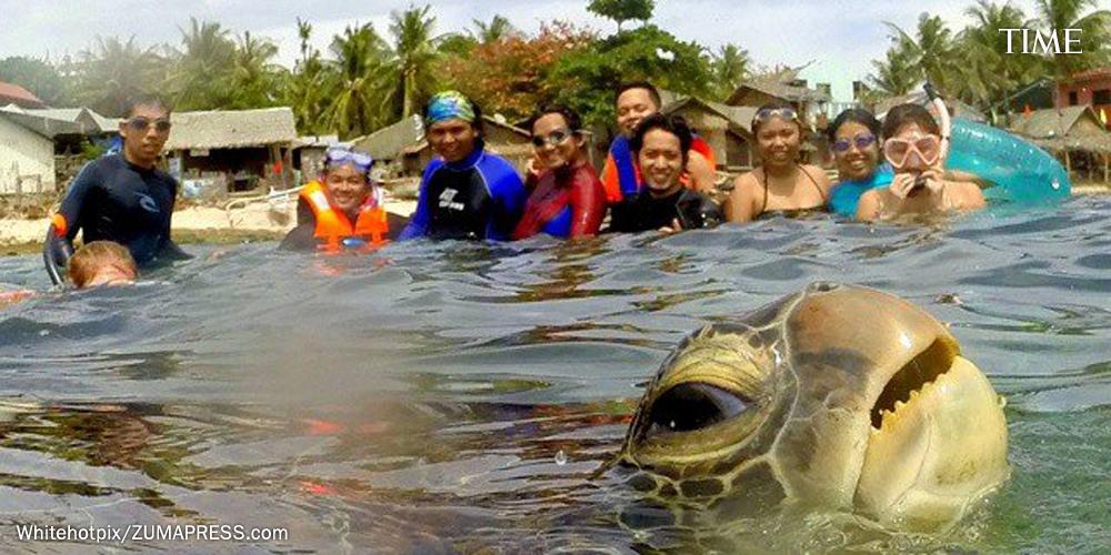 This sneaky turtle just photobombed a group picture in the Philippines ti.me/1GuOGDB