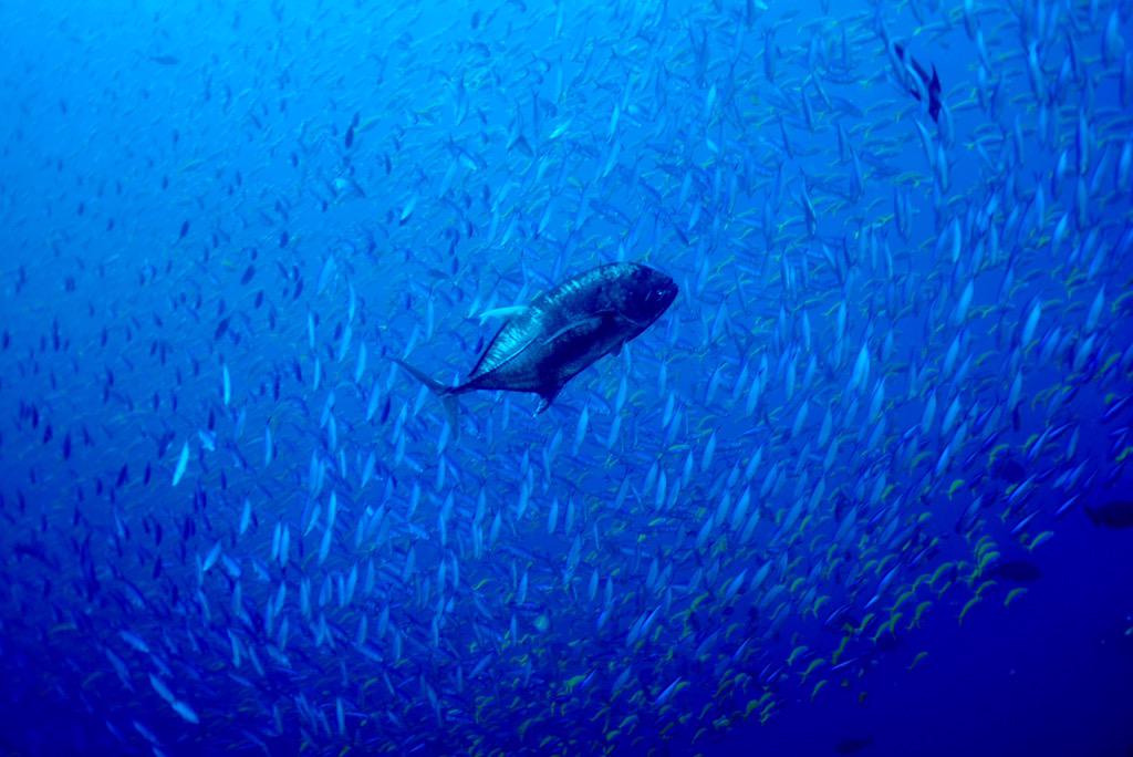 diveoceanus's tweet photo. The hunting games #Maldives #livetoscuba @PADI @projectaware @visitmaldives #BestFieldWorkPic http://t.co/bLZ2I2JAyt