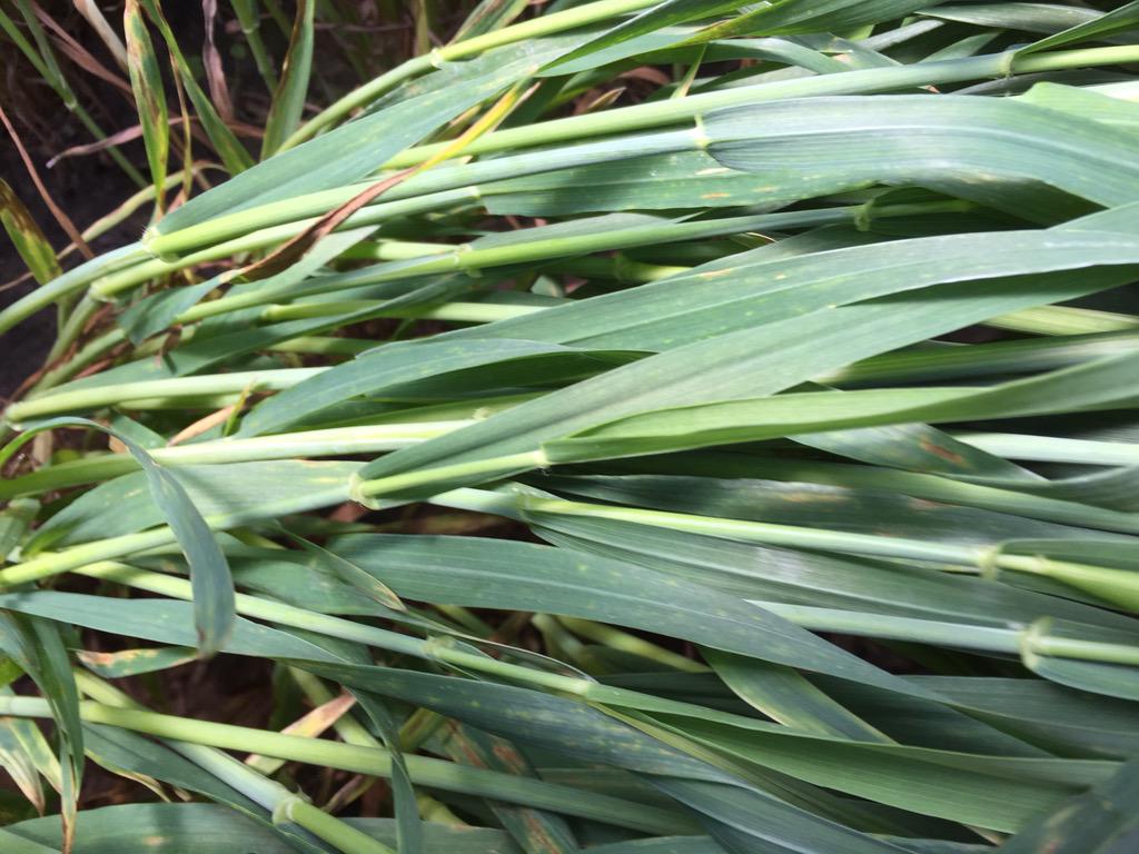 cpswaverly's tweet photo. septoria moving up the canopy http://t.co/cQT7DtBFeE