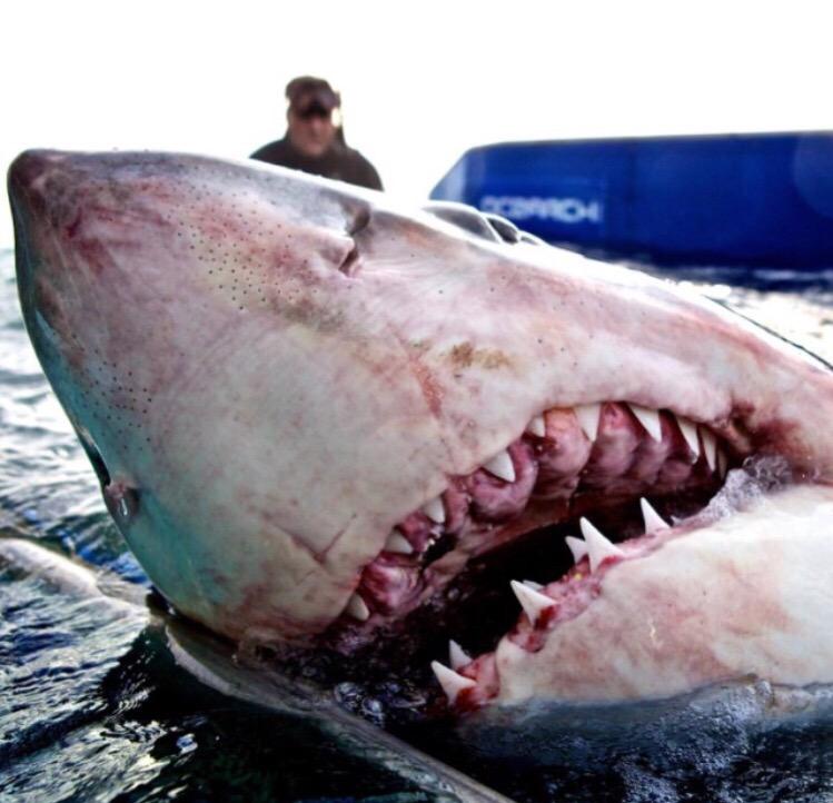 CinemaCoyote's tweet photo. @GRUPOHABITA @tinder #cinemaCoyote Presentan el primer #PoolCinema en México! Jaws desde una alberca! AGOTADO!! http://t.co/81ruAgivhp