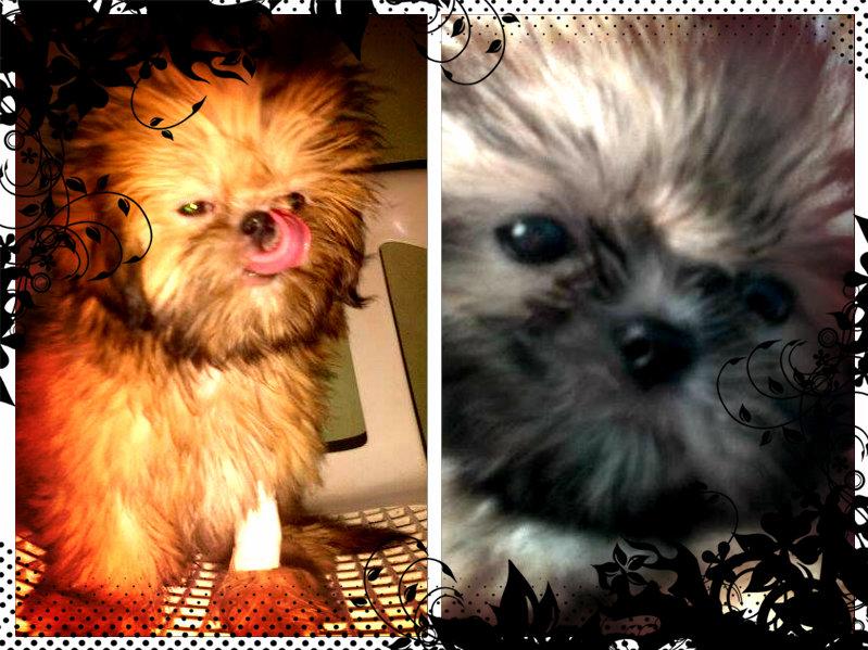 fasantru's tweet image. via pizap.com