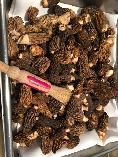 ChefPare's tweet photo. Fresh morels........@CarambaWhistler #loveit http://t.co/aX8VEgeRoV