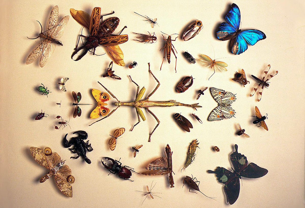 STEMArtChic's tweet photo. RT @AMNH Courses 4 students on animal behavior, insects &amp; more this summer @ Black Rock Forest http://t.co/fHr65SCtNn http://t.co/nvgXw36yy4