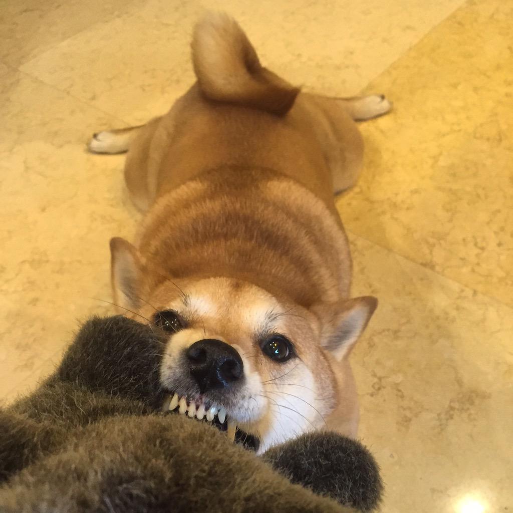 LeashYourself's tweet photo. Give me back my bear! http://t.co/plAwoxhXZd