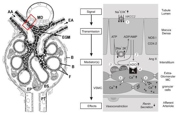 hswapnil's tweet photo. David Cherney: Adenosine is important component of TGFeedback http://t.co/i4ixDjjJzd
#CSN15 http://t.co/d6TiycvtUa